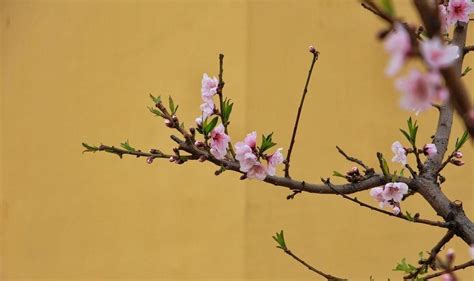 大桃花|《大林寺桃花》原文及翻译赏析